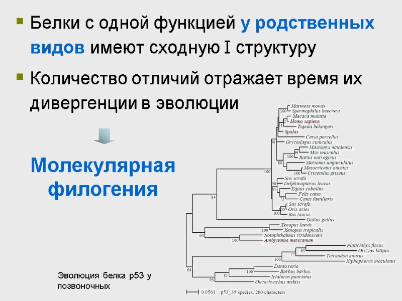 Белки с одной функцией у родственных видов имеют сходную I структуру Количество отличий отражает